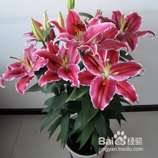 百合花的用处和功效