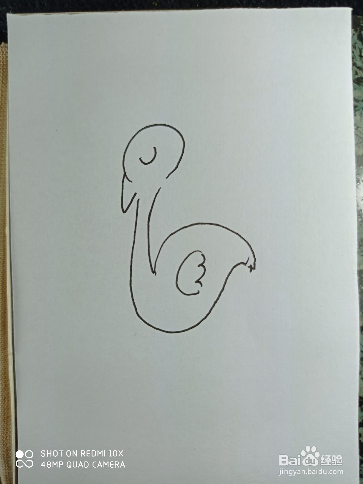 怎样画简笔画鸵鸟