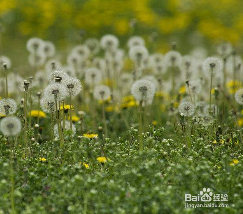 千万别再挖蒲公英了！你想不到的在这里！