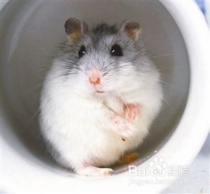 仓鼠怎么养！道听途说可不行，