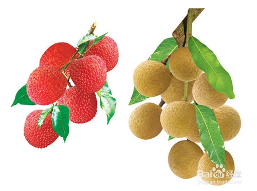 荔枝怎么挑选甜的?