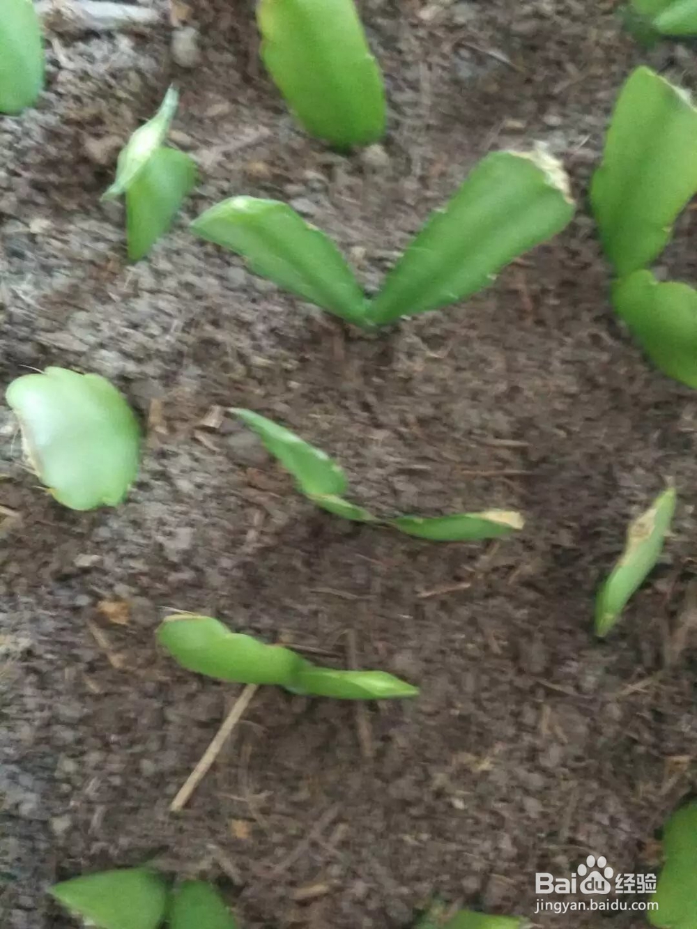 如何养蟹爪兰