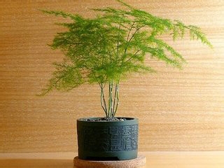 家养植物应该如何过冬