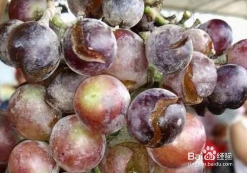 葡萄裂果的防治方法