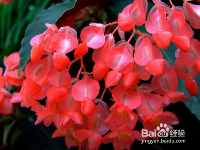 秋海棠花怎么养殖 百度经验 秋海棠花怎么养殖 百度经验
