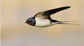 燕子的窝是用什么做的