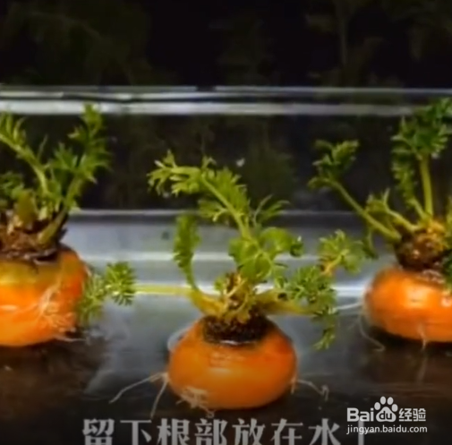 在生活中的种植的小妙招