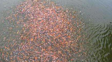 在水产养殖中,如何进行疾病的预防?