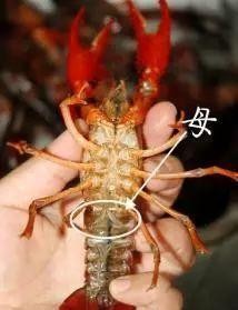 小龙虾如何选择？如何放养？