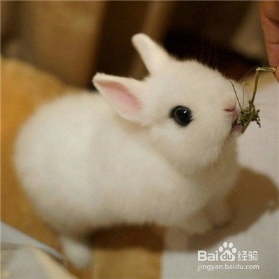 有什么宠物可以养呢