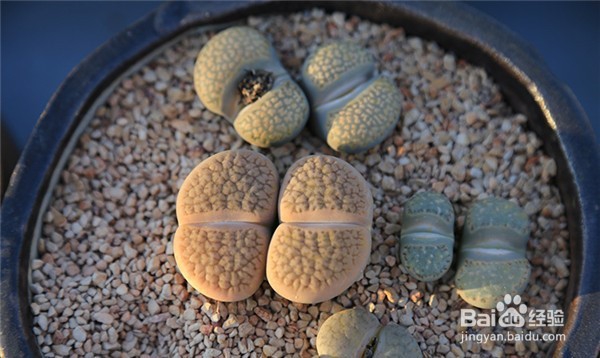 多肉植物浇水有什么要注意呢