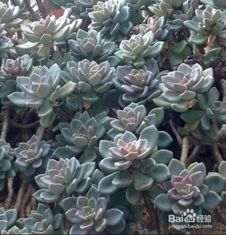 冬天多肉叶片扦插方法