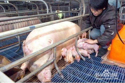 怎么养猪才能提高利润