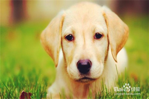 如何才能避免被狗咬伤