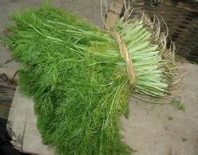 我的养生经验杂谈：[6]各类蔬菜的营养价值