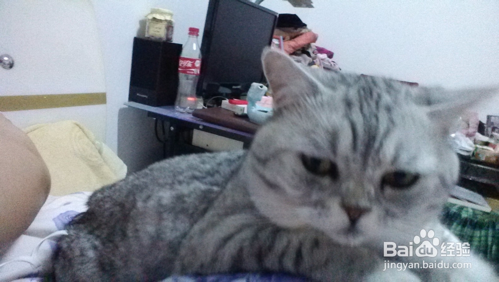 猫猫嘛嘛养猫心得系列：[9]及时医治