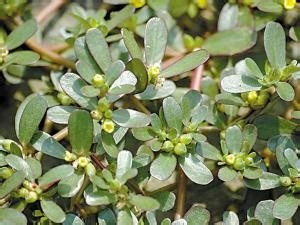 不是所有蔬菜都适宜生吃的