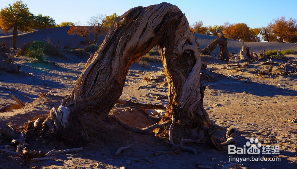 秋天金色胡杨林—额济纳旅游攻略