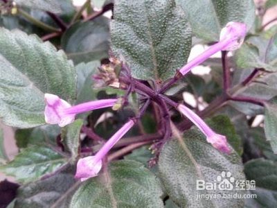 儿童扁桃体发炎快速治疗方法