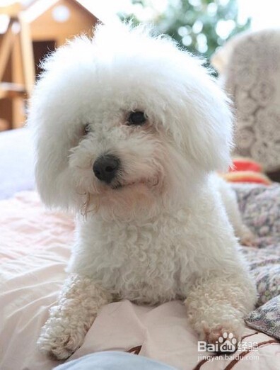 猫泪痕太重 一直擦不好，请注意以下情况！