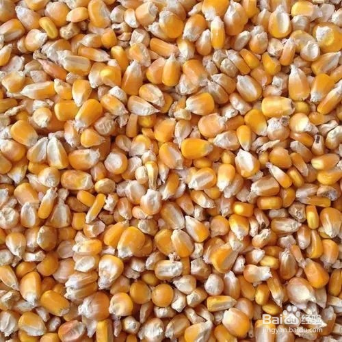 玉米放久了有虫子怎么办