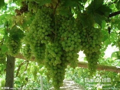 葡萄的收购注意点是什么？