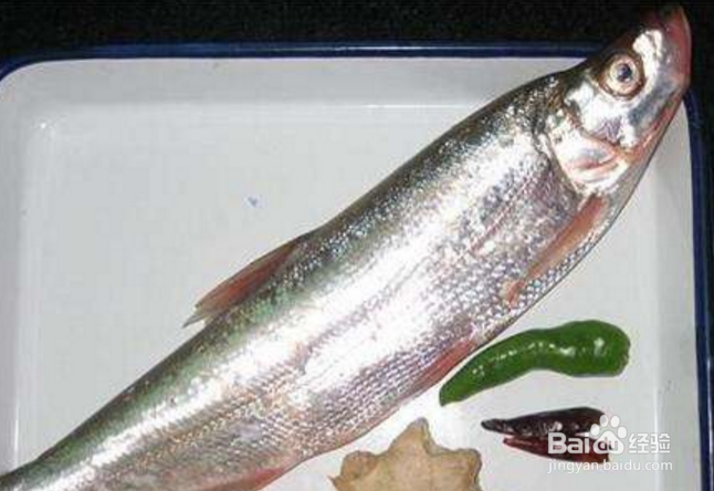 怎样才能钓获更多更大的翘嘴红鲌？