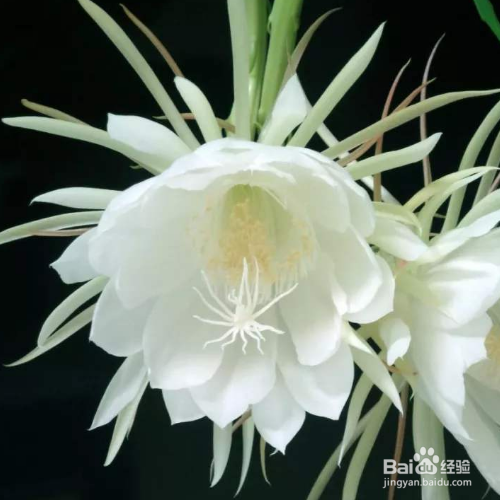 昙花叶子上面长白斑怎么回事