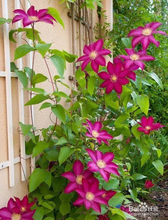 如何养铁线莲搭架