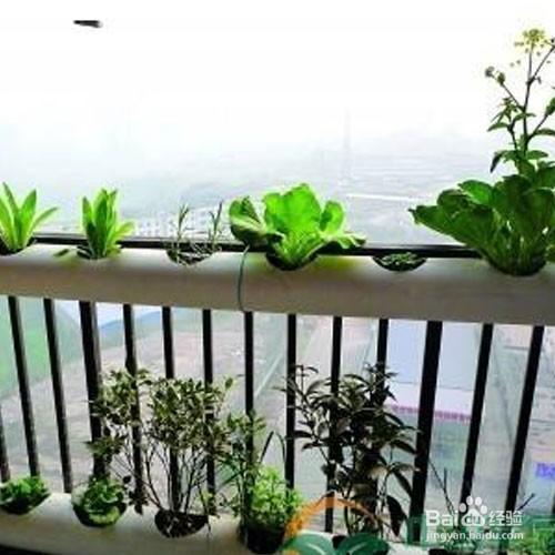 自己在家怎么养蝎子
