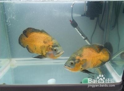 冰箱怎么用冰箱有哪些妙用