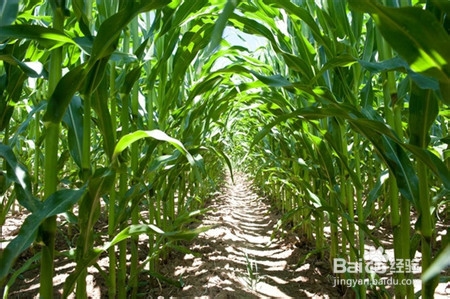 吃货们注意了：想吃什么就是缺什么