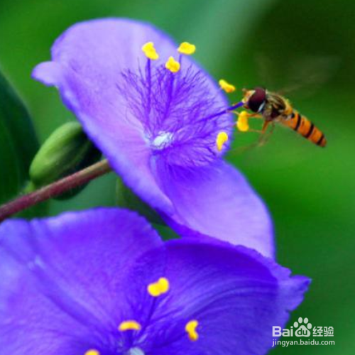 紫露草为什么叶子变黄了?