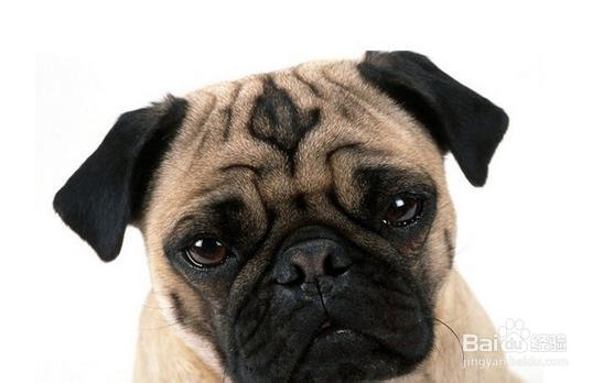 优质哈巴犬如何挑选