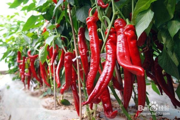 湿气最怕的3种碱性食物