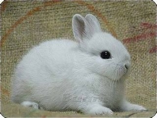 如何挑选健康的宠物兔