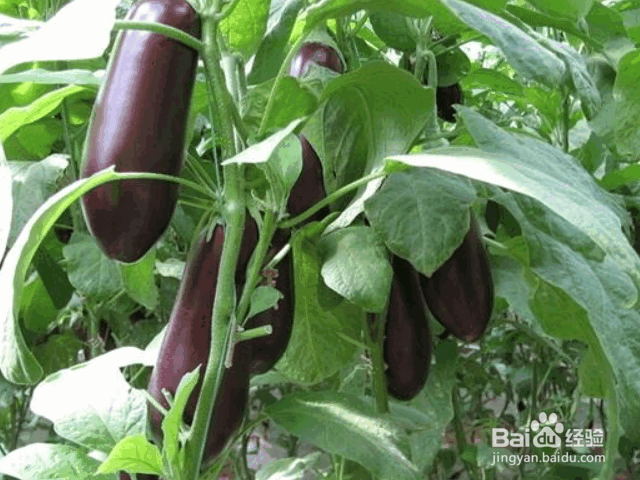 茄子整枝、剪叶、摘叶的方法