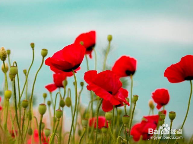 教你如何在家里制作植物养料