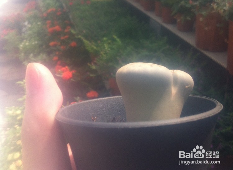 如何种植好多肉植物