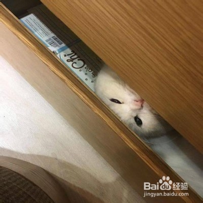 猫咪经常喜欢躲起来怎么办