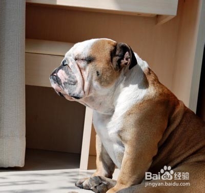 护理中国沙皮犬的常识