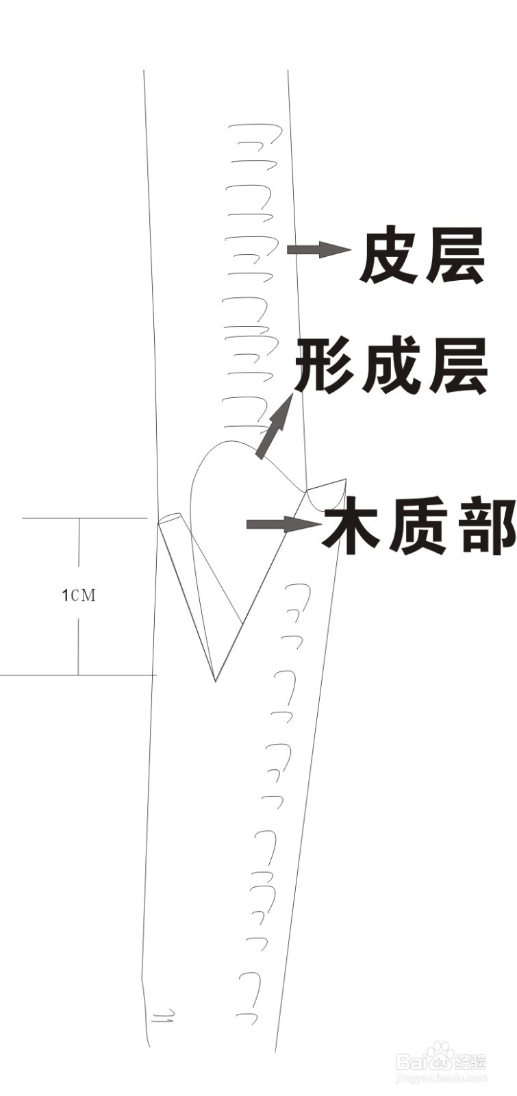 牡丹繁殖嫁接法