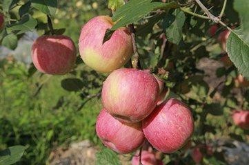 <b>苹果树如何种植呢</b>