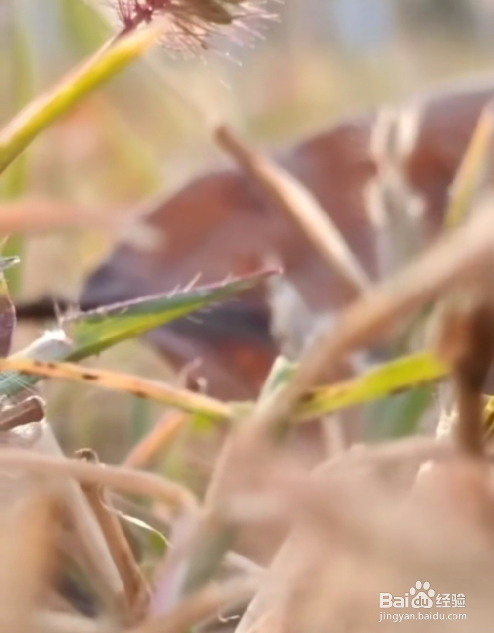 三星s10拍照技巧