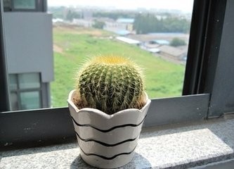 如何养殖仙人球