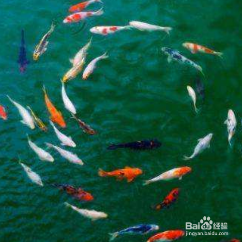 池塘养鱼的方法和技巧