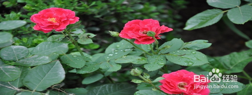 月季花怎样插枝容易活