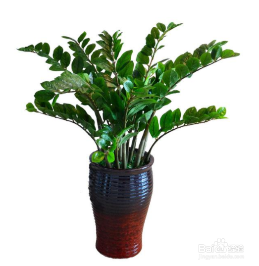 顶楼露天阳台适合种些什么植物？