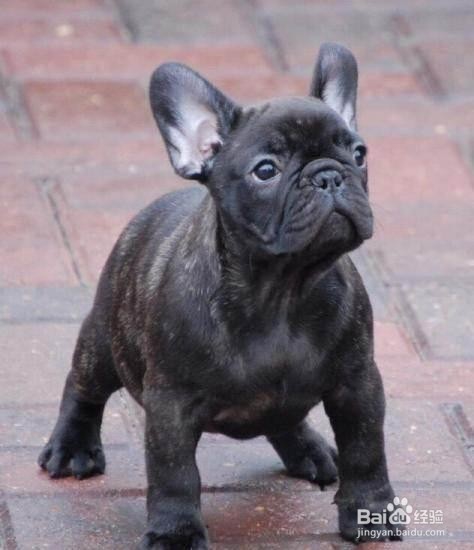 如何快速区分巴哥 和斗牛