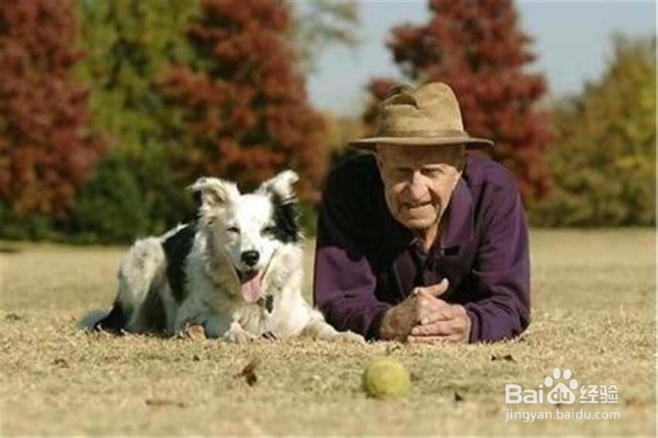 新手养狗的注意事项